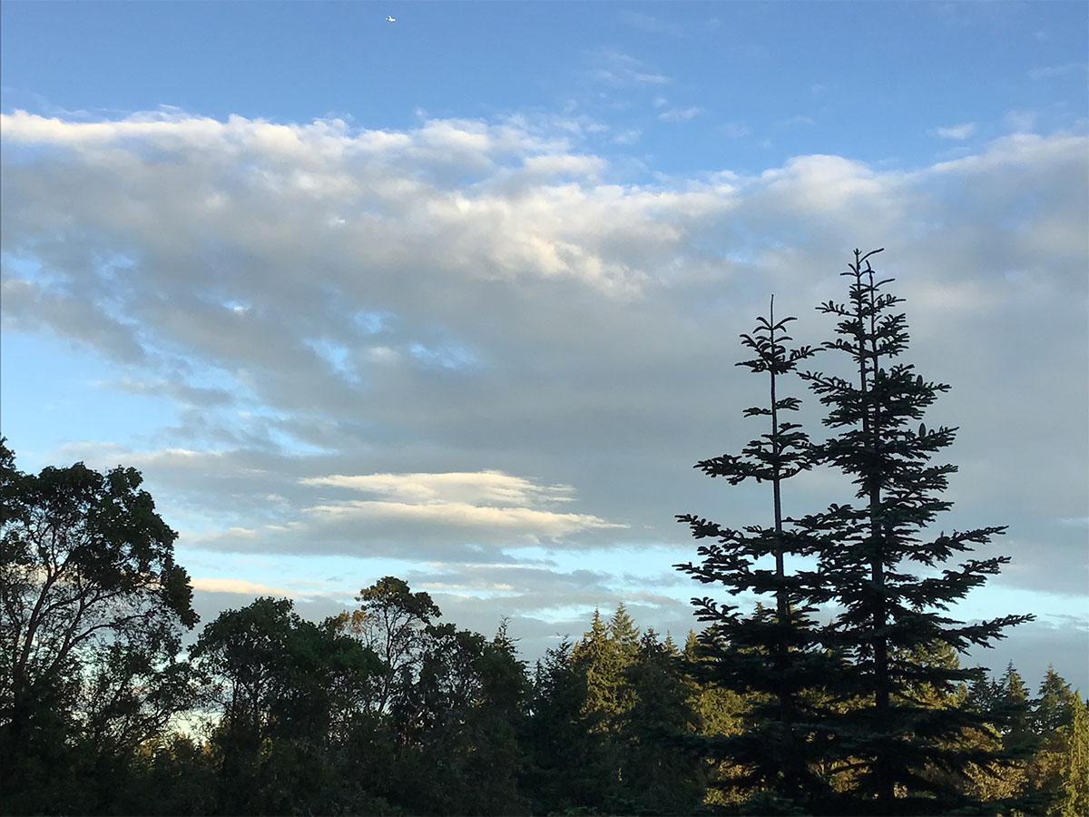 sky filled with scattered clouds during sunset and a silhouettes of trees at the bottom